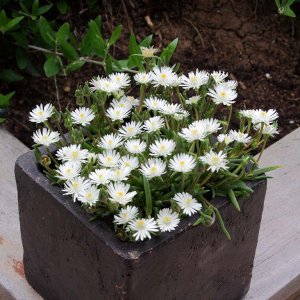 Poludňovka (Delosperma) ´JEWEL OF DESERT´, kont. P9